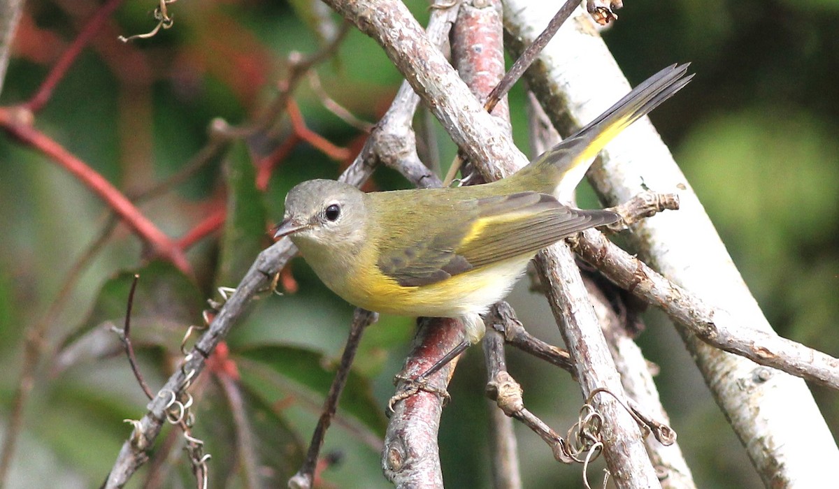 American Redstart - ML623922190