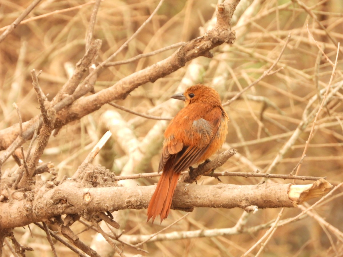 White-lined Tanager - ML623922192