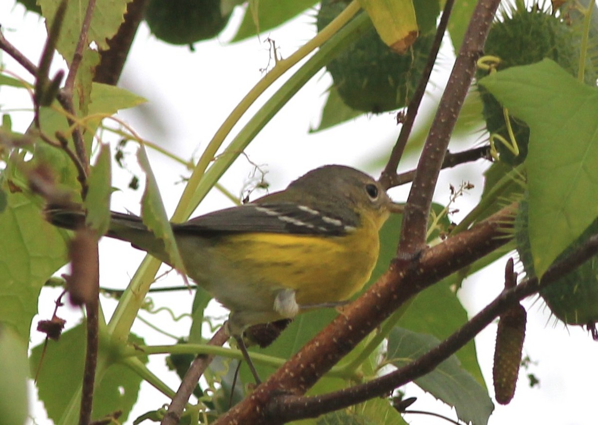 Magnolia Warbler - Harold Forsyth