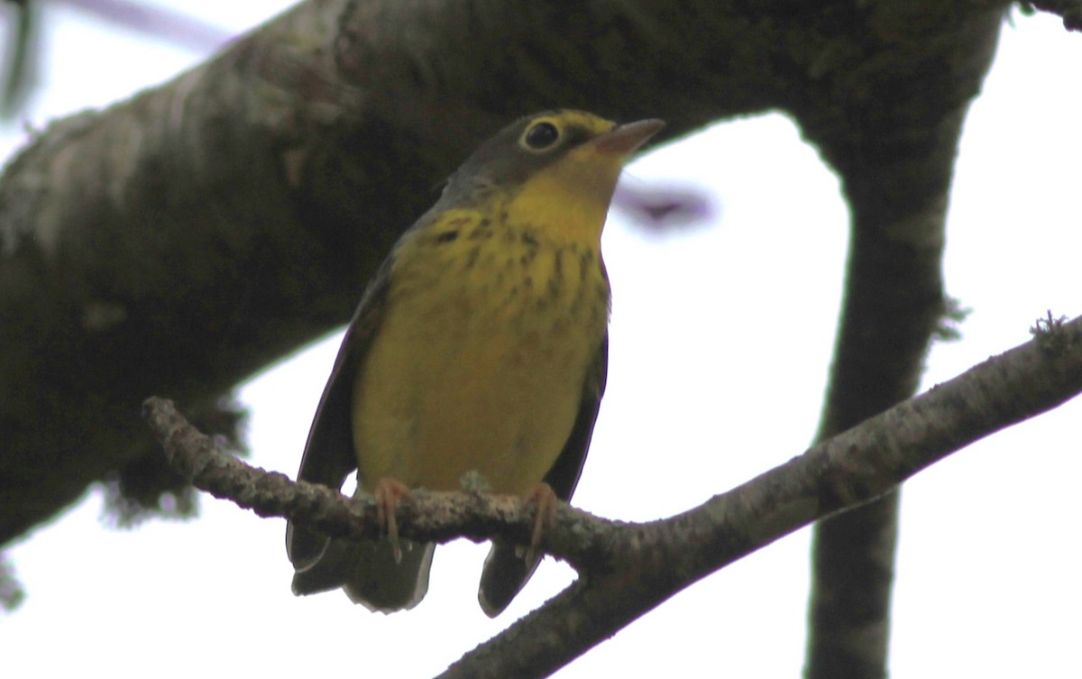 Canada Warbler - ML623922203