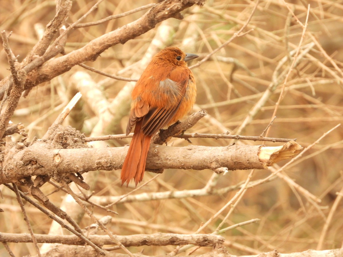 White-lined Tanager - ML623922205