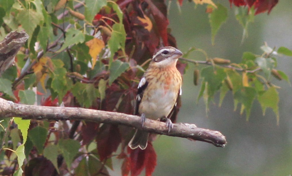 Rose-breasted Grosbeak - ML623922209