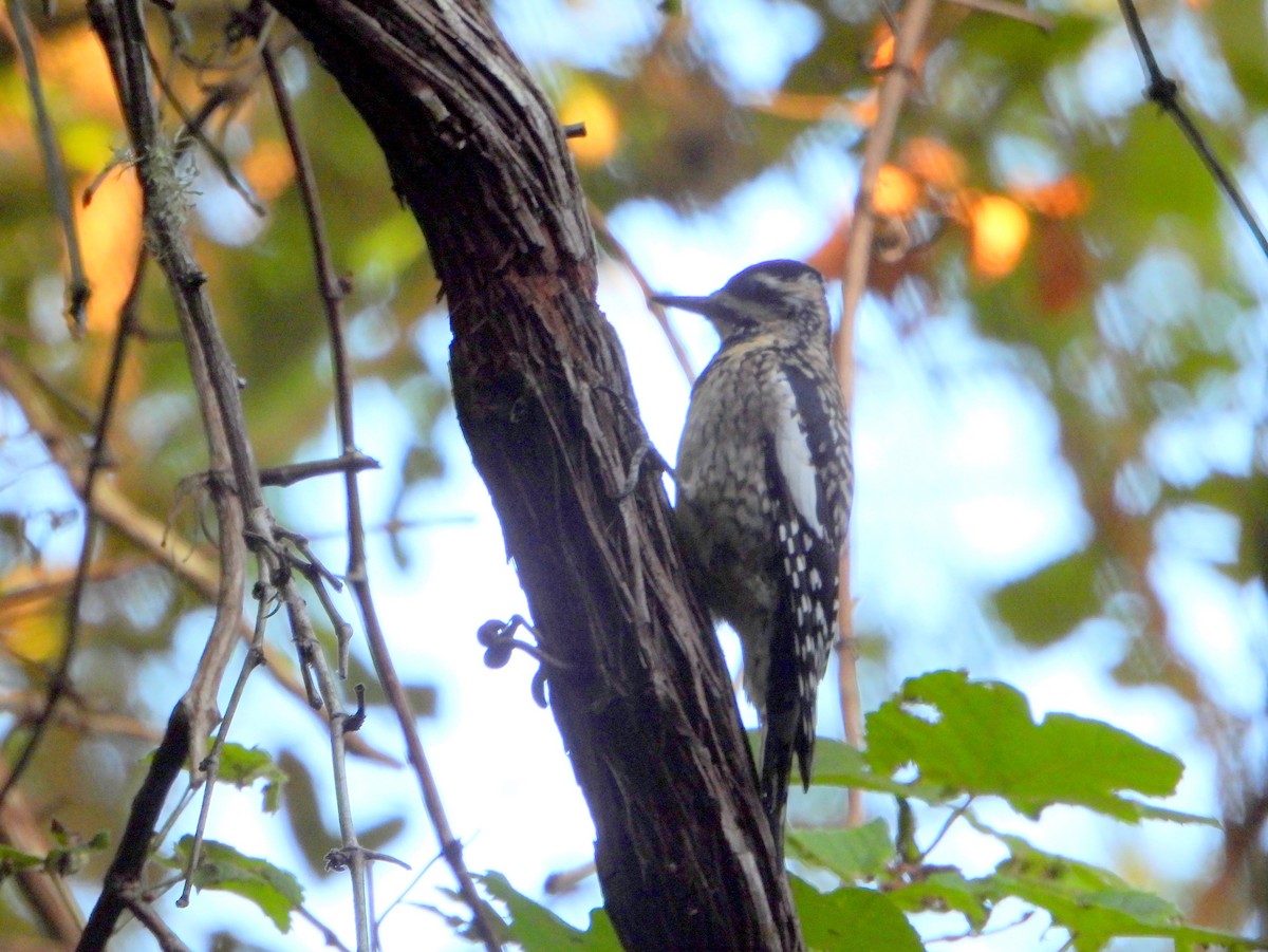 Yellow-bellied Sapsucker - ML623922216