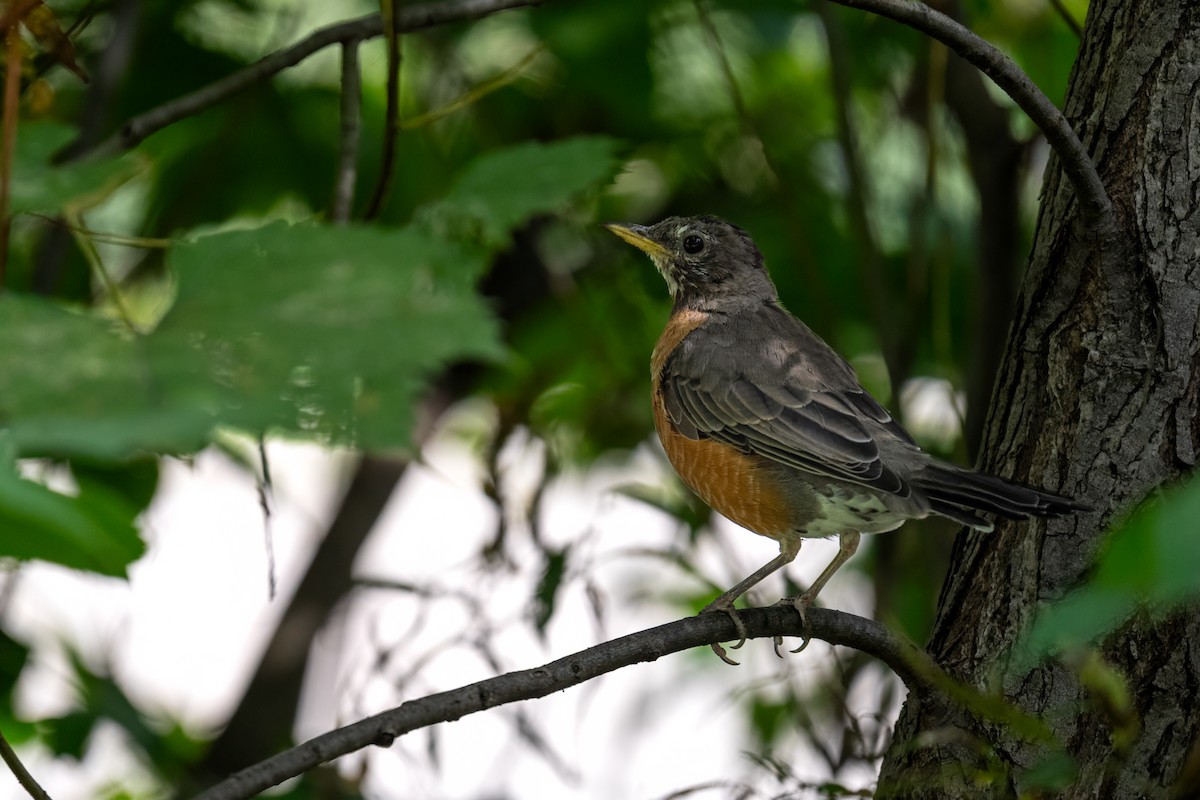 American Robin - ML623922220