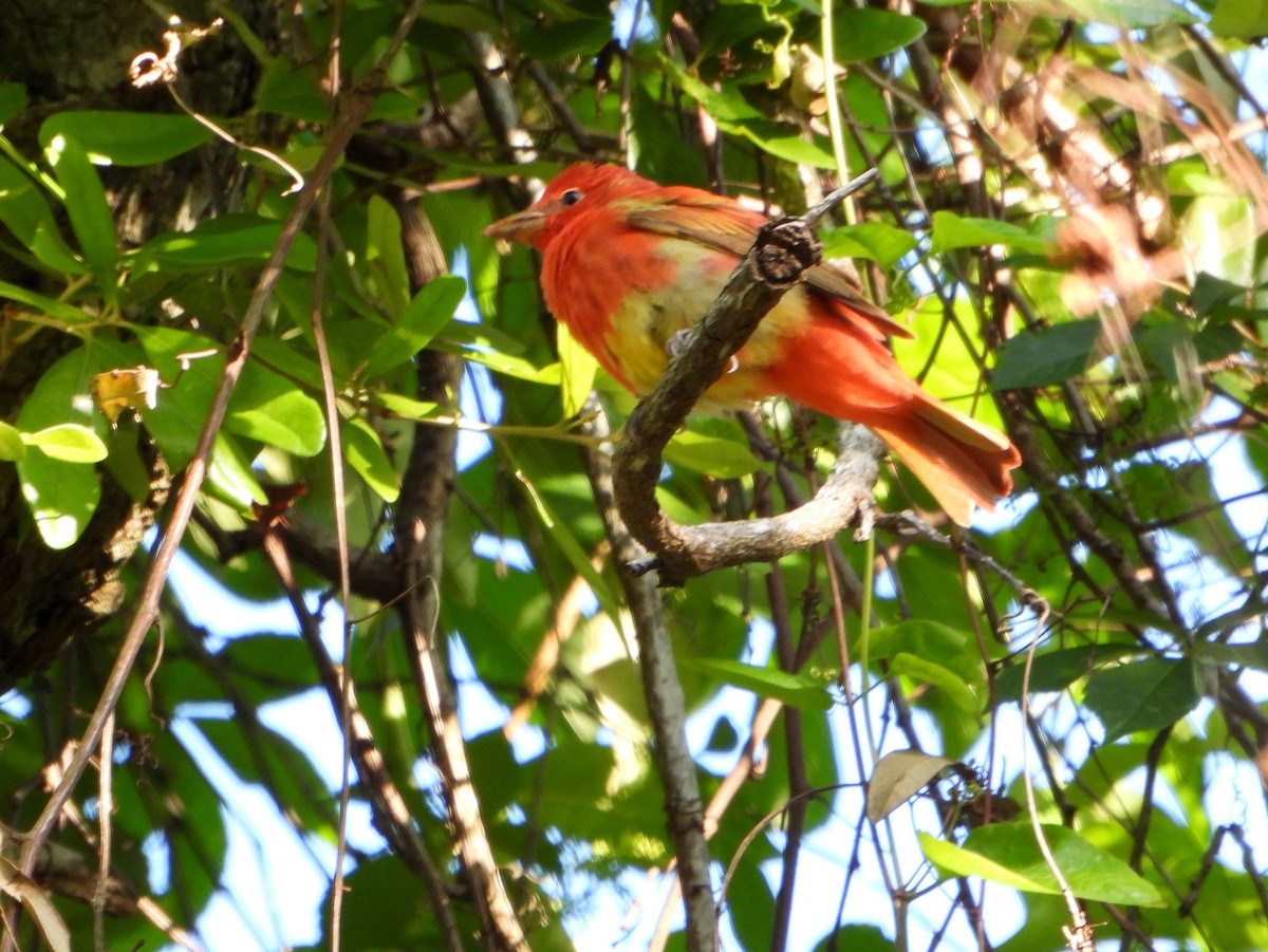 Summer Tanager - ML623922224