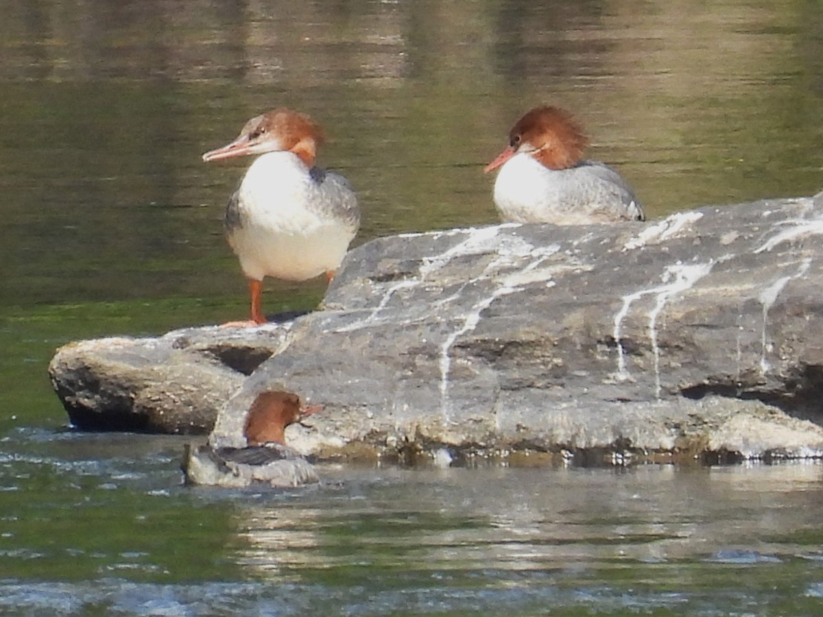 Common Merganser - Susan Gowen