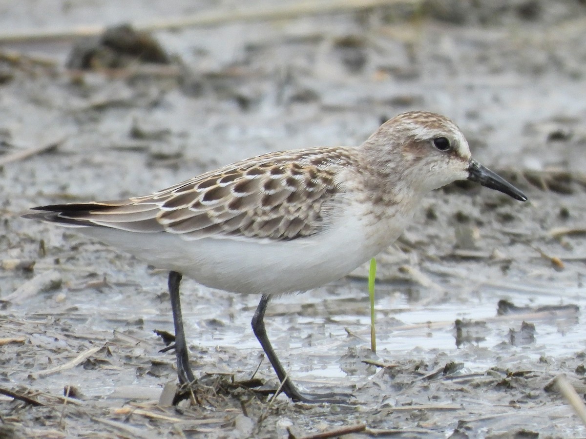 Semipalmated Sandpiper - ML623922237