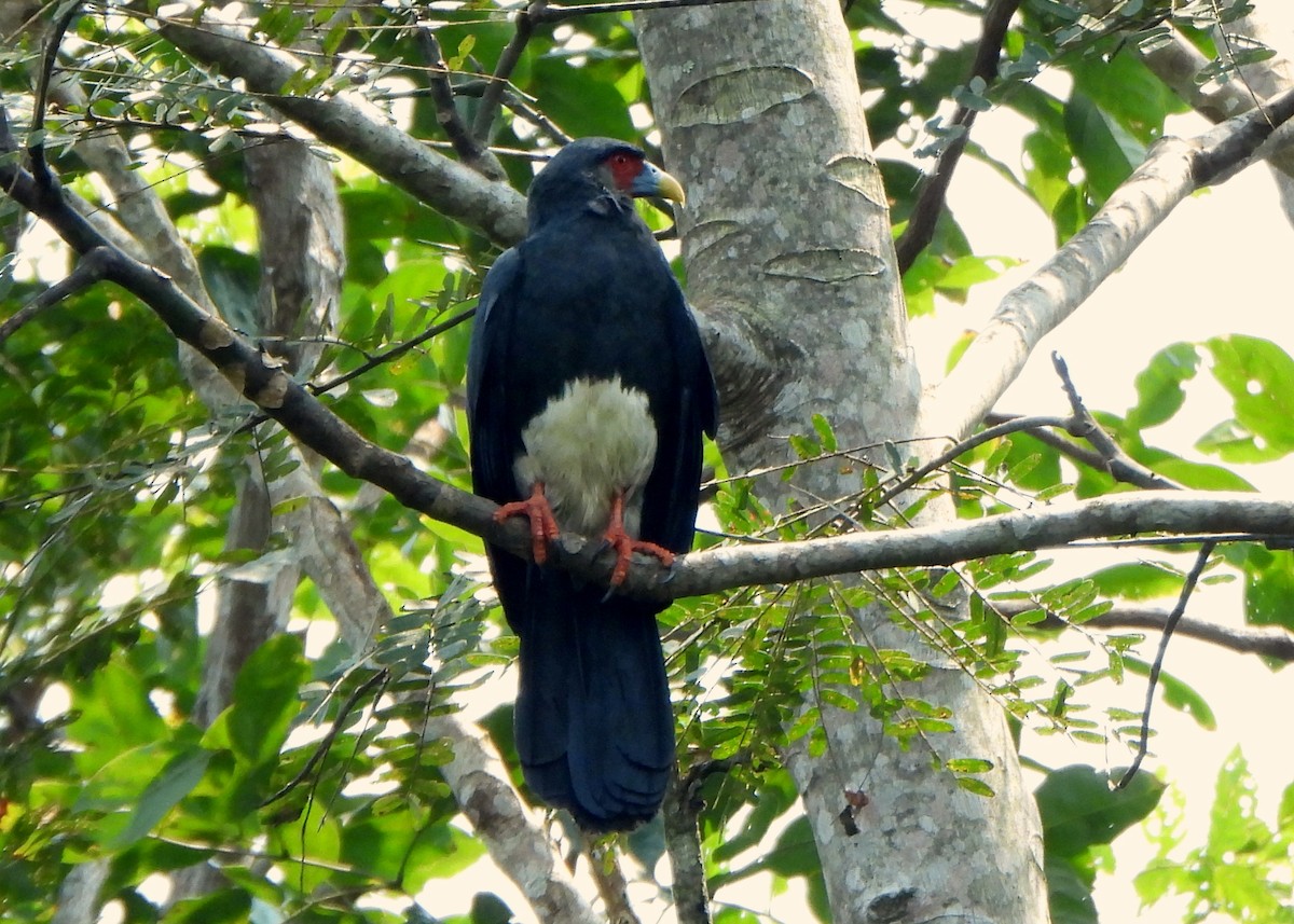 Red-throated Caracara - ML623922241