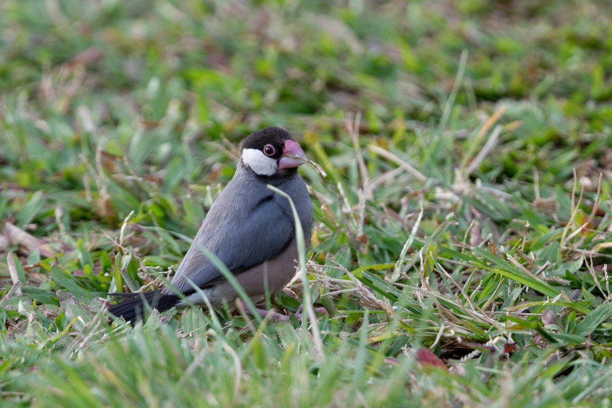 Java Sparrow - ML623922261