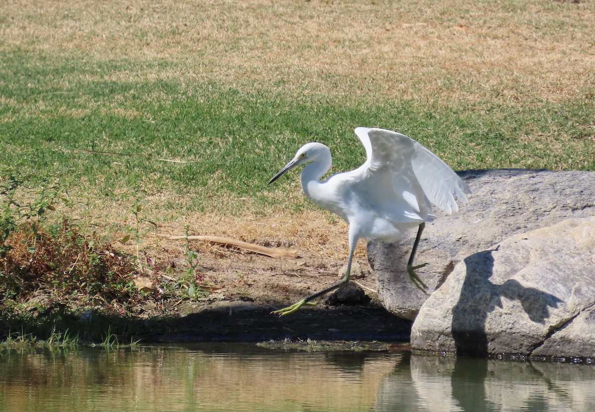 Snowy Egret - ML623922264