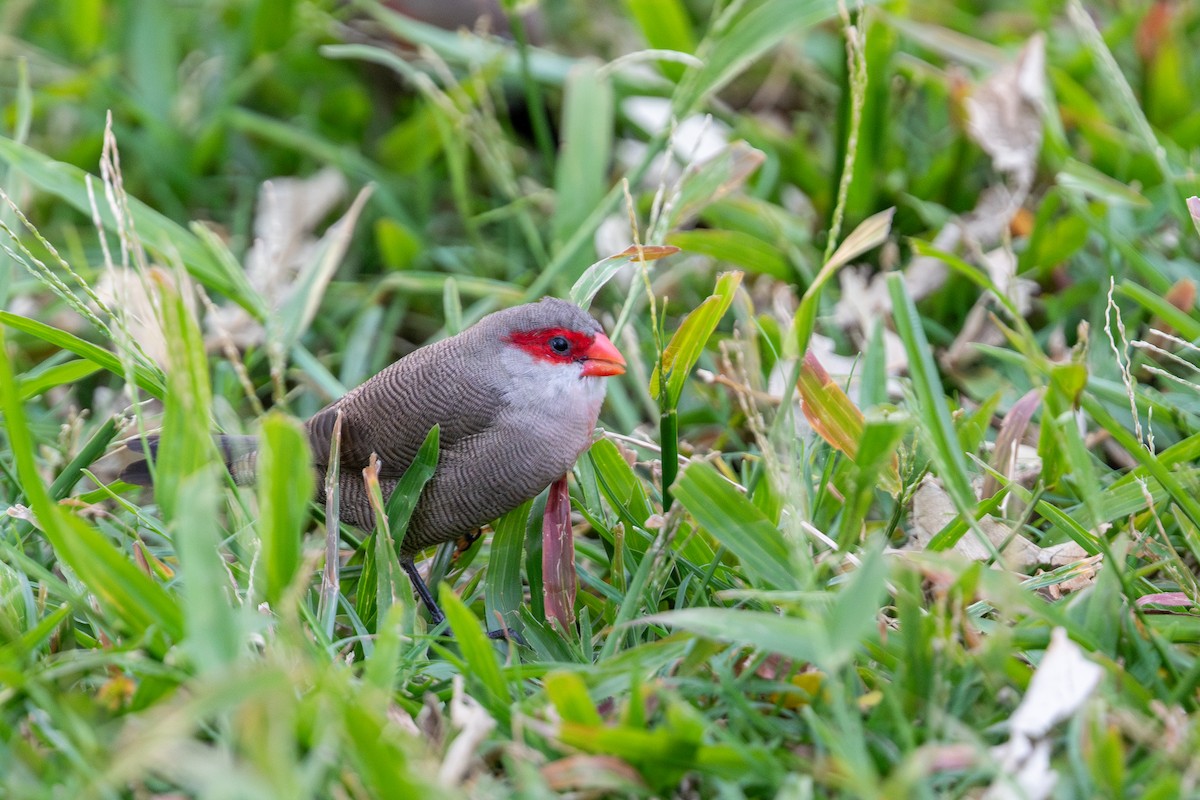 Common Waxbill - ML623922272