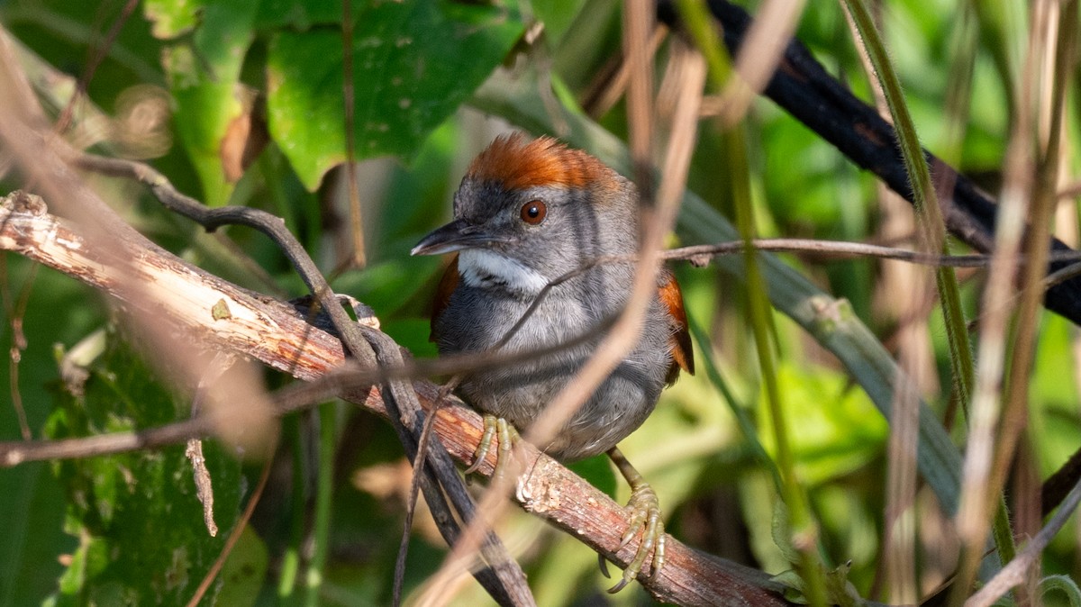 Dark-breasted Spinetail - ML623922278