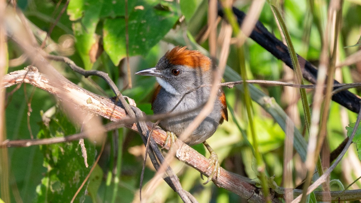 Dark-breasted Spinetail - ML623922279