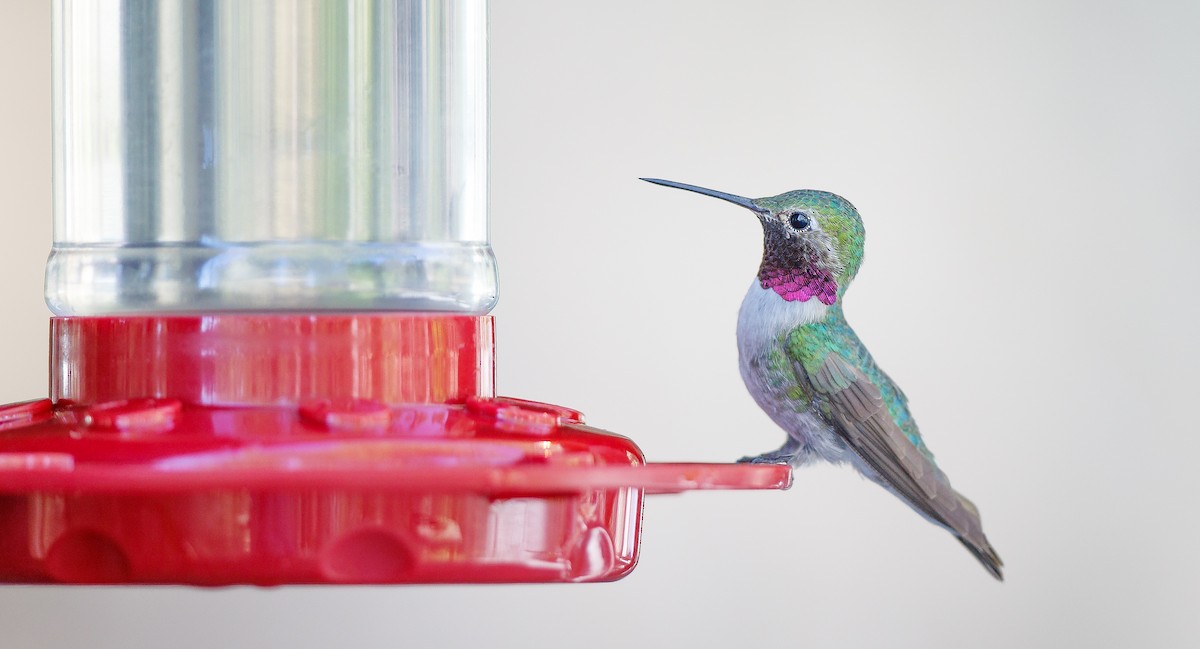 Broad-tailed Hummingbird - ML623922289