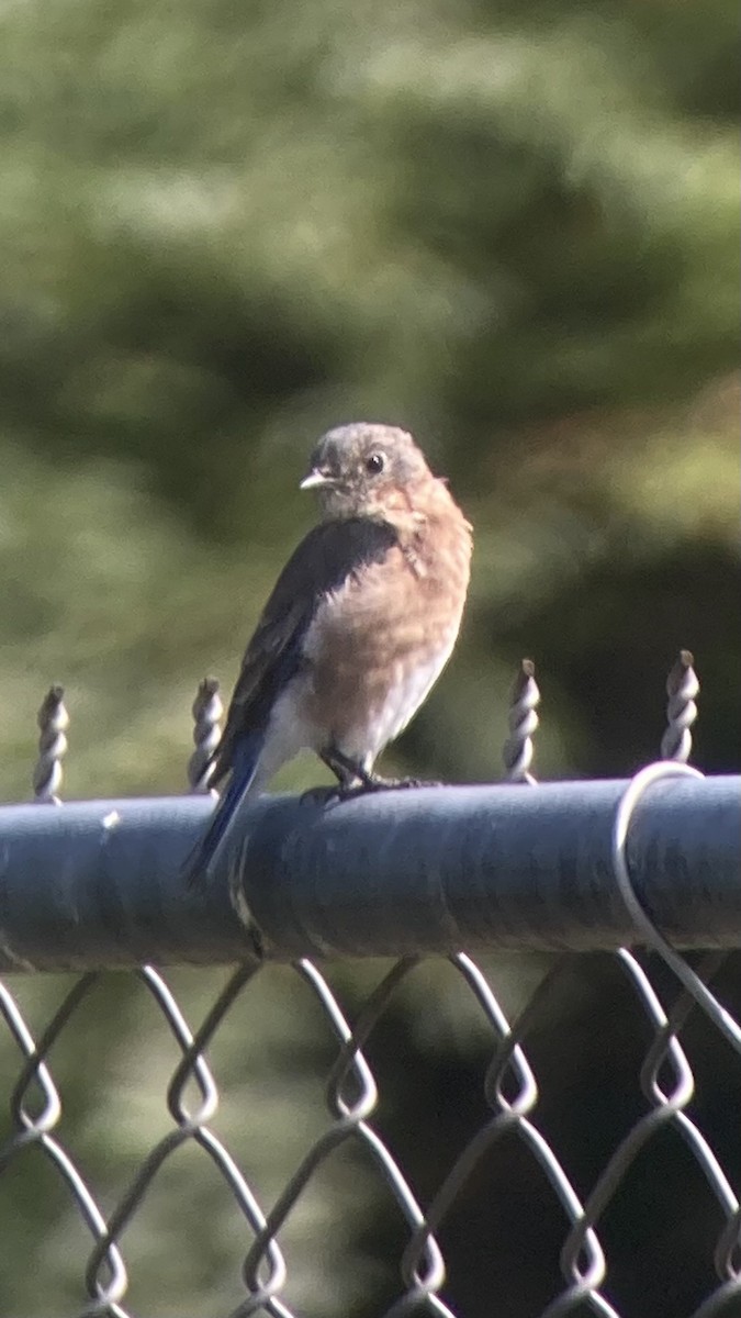 Eastern Bluebird - ML623922298