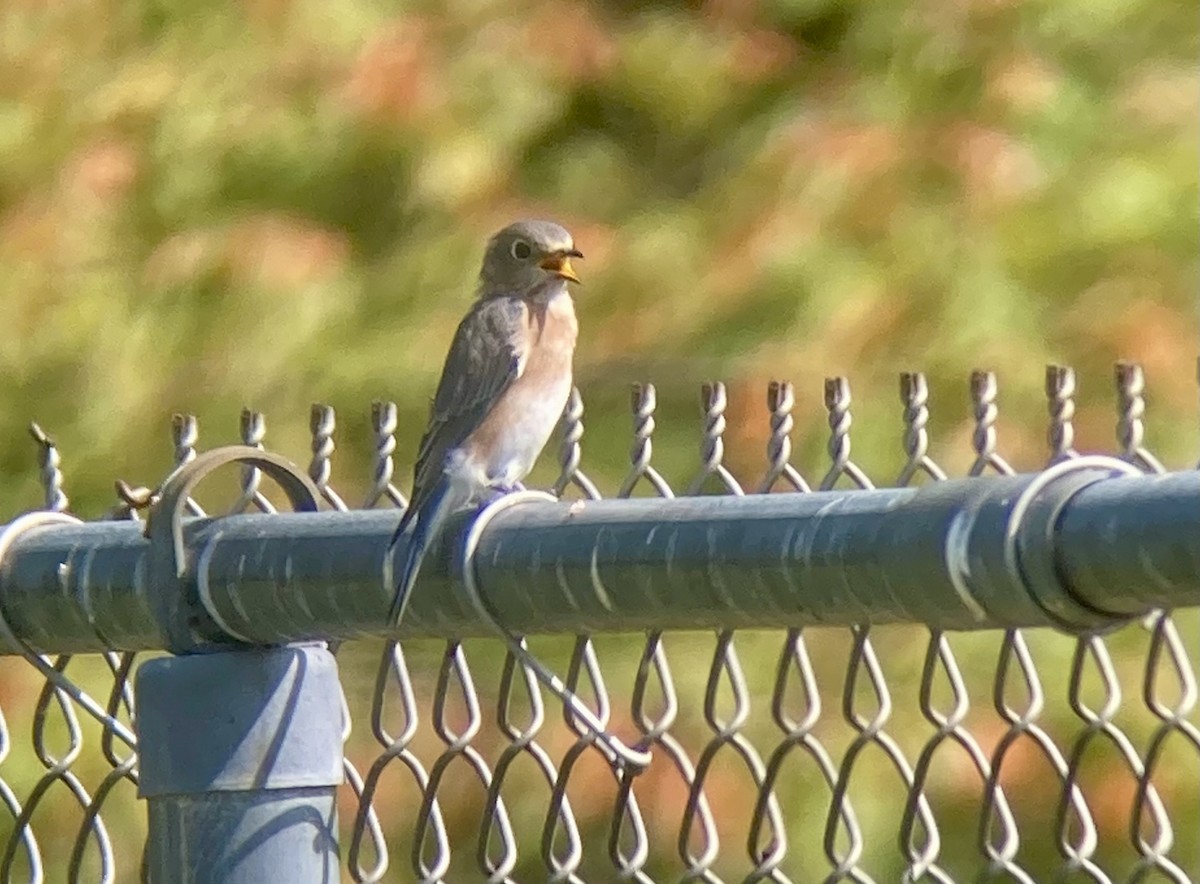 Eastern Bluebird - Bill Etter