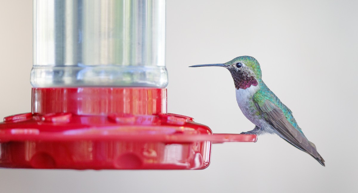 Broad-tailed Hummingbird - ML623922305