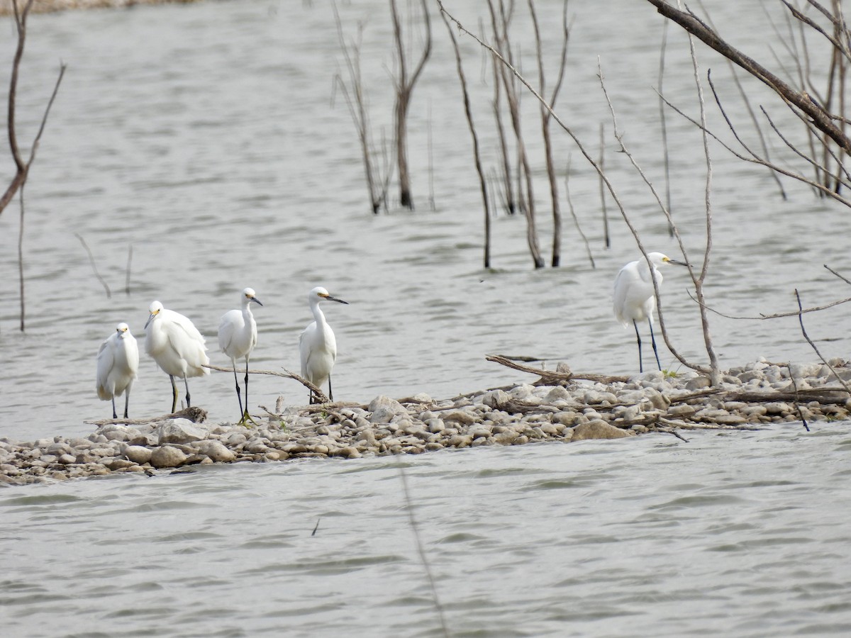 Snowy Egret - ML623922322