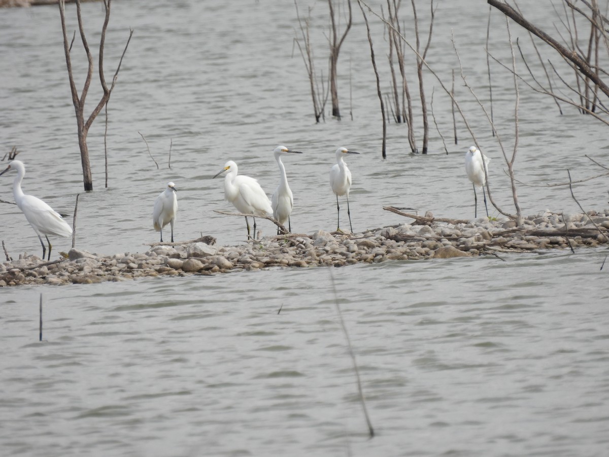 Snowy Egret - Christopher Daniels