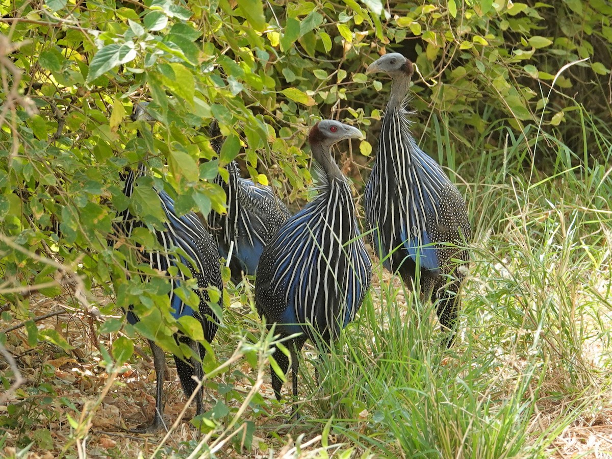 Vulturine Guineafowl - ML623922338