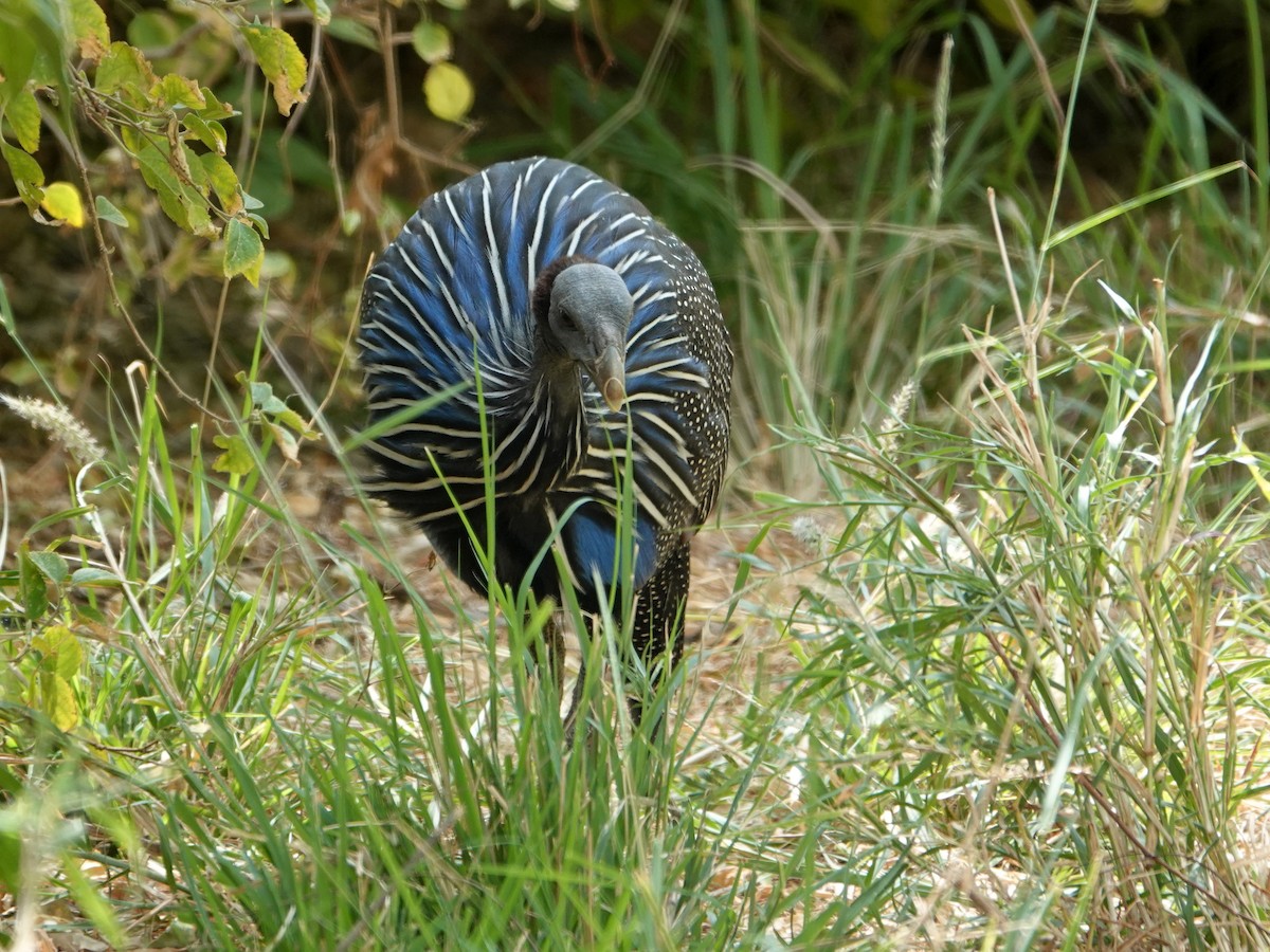 Vulturine Guineafowl - ML623922339