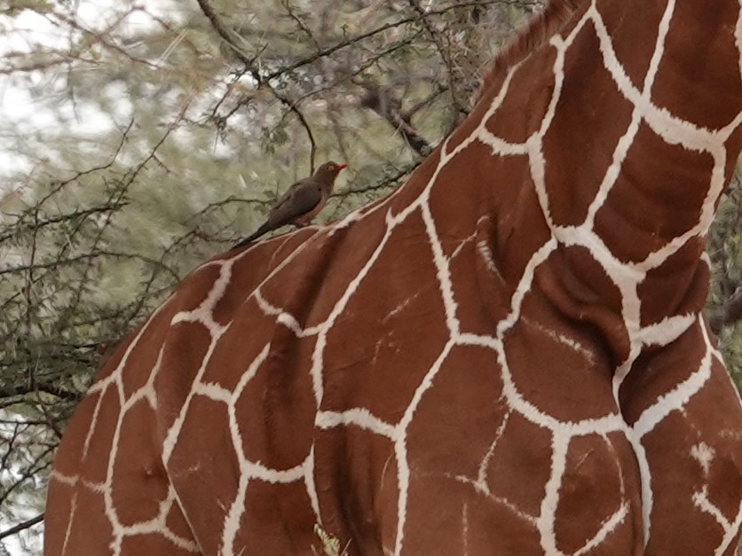 Red-billed Oxpecker - ML623922345