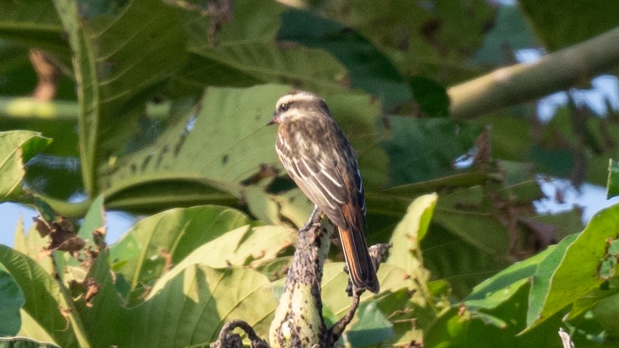 Variegated Flycatcher - Steve McInnis