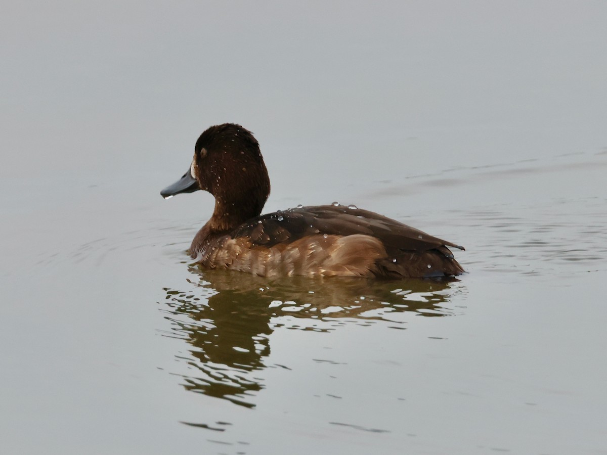 Tufted Duck - ML623922375