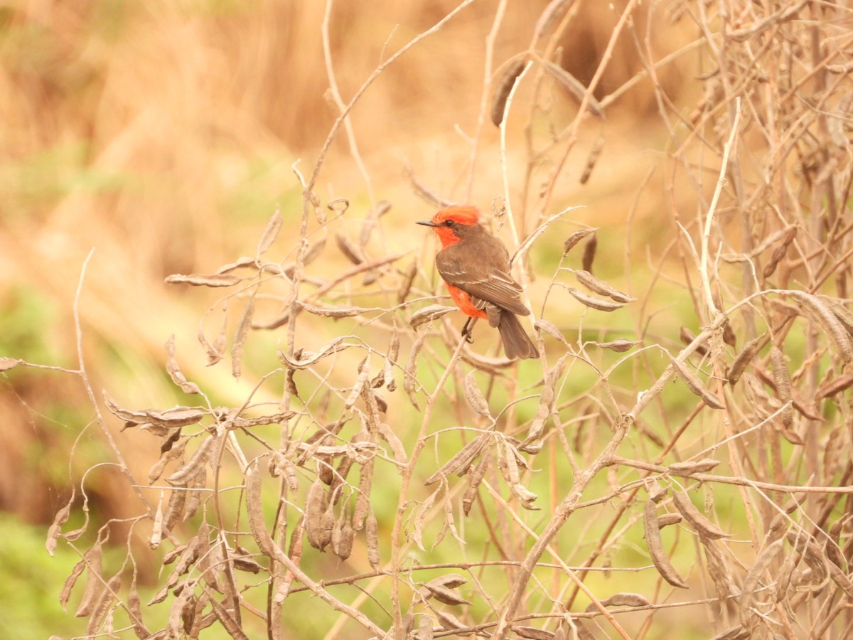 Vermilion Flycatcher - ML623922401