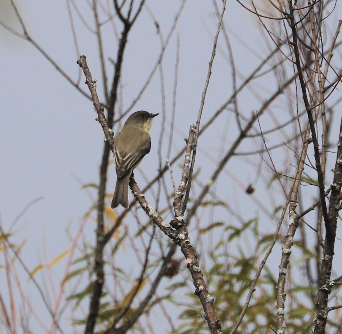 Eastern Phoebe - ML623922411