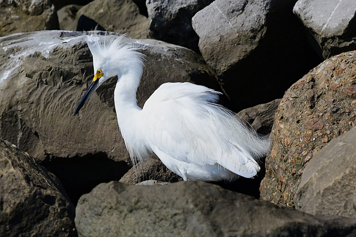 Snowy Egret - ML623922415