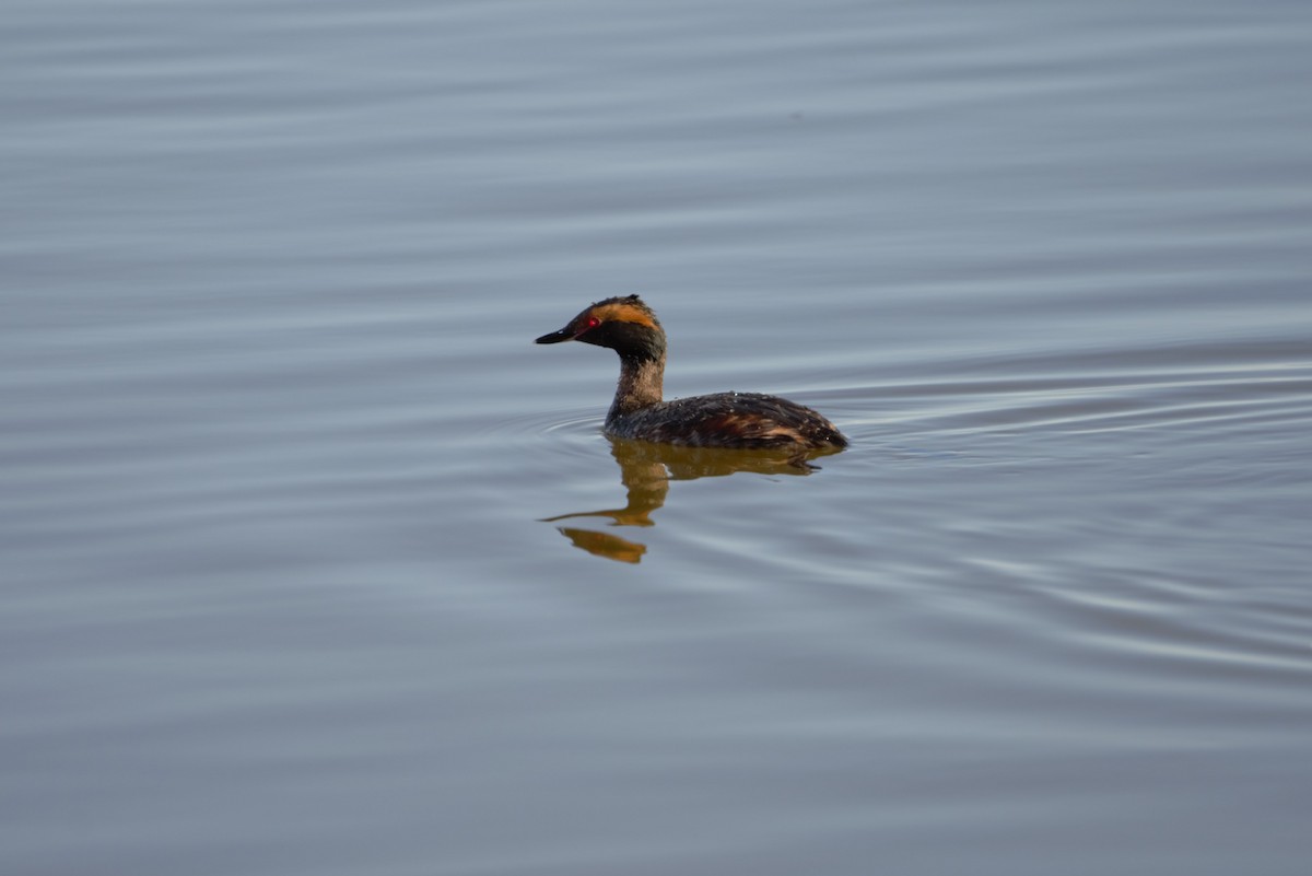 Horned Grebe - ML623922434