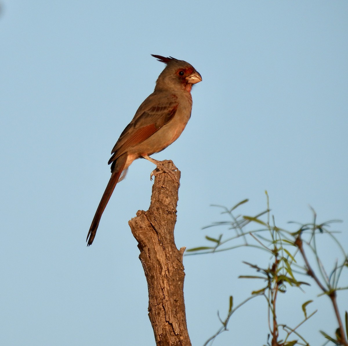 Pyrrhuloxia - ML623922436