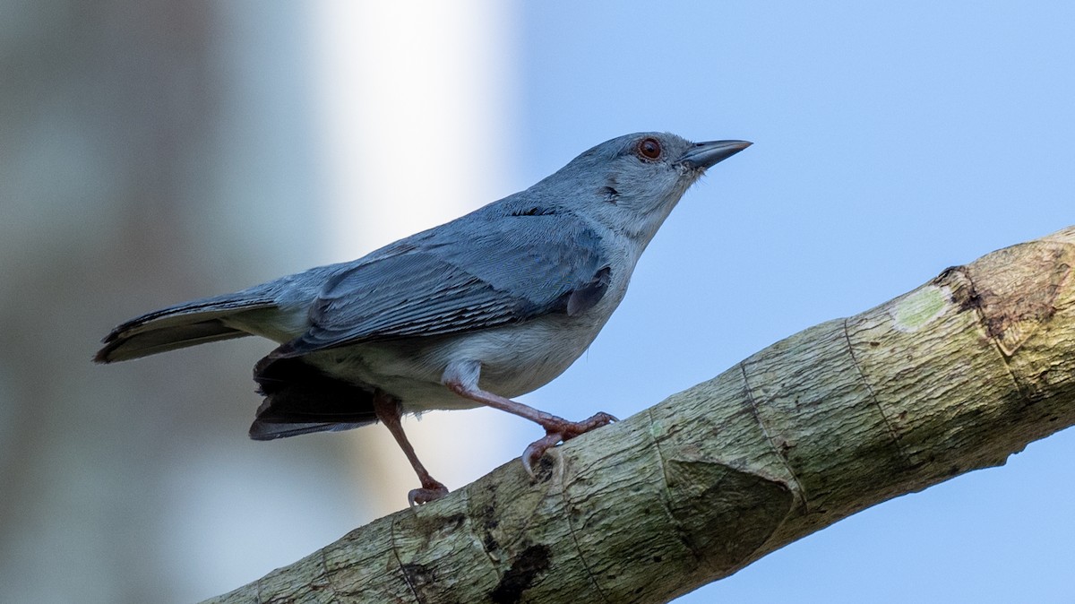 Pearly-breasted Conebill - ML623922449