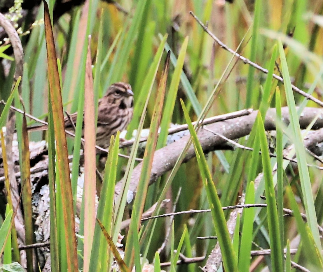 Song Sparrow - ML623922456