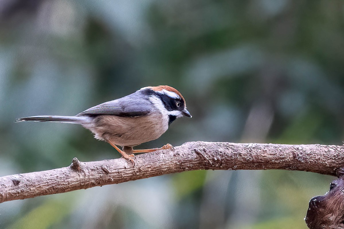 Black-throated Tit - ML623922466