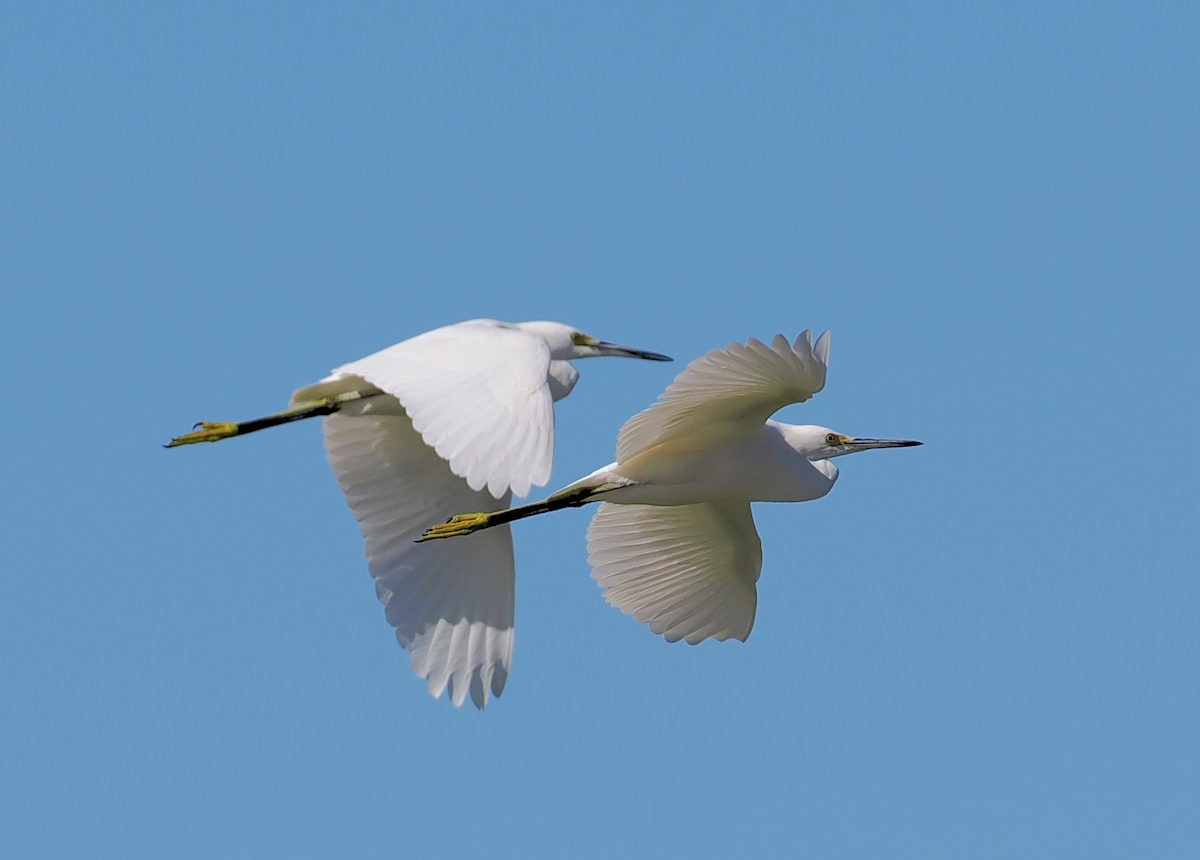 Snowy Egret - ML623922485