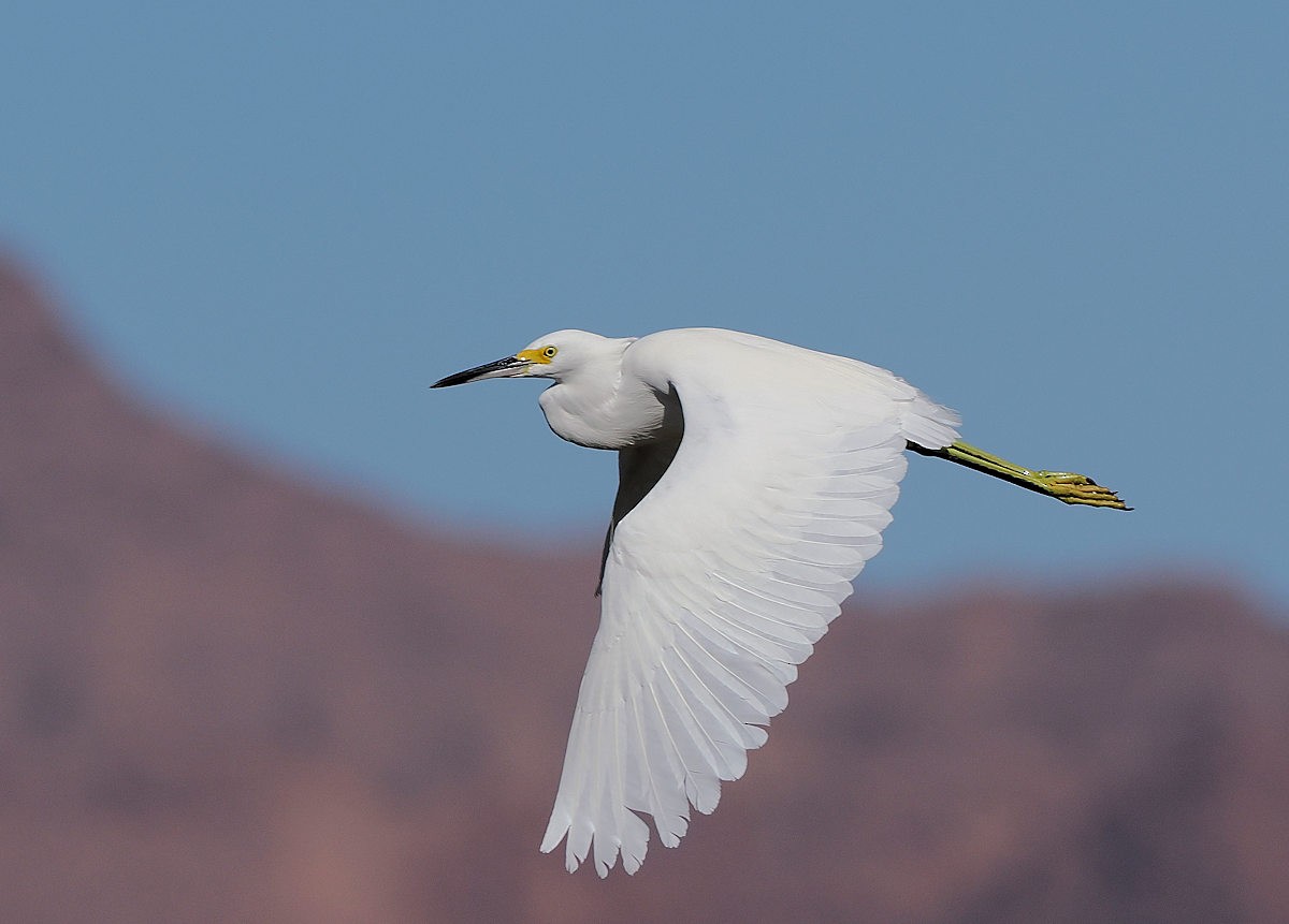 Snowy Egret - ML623922490