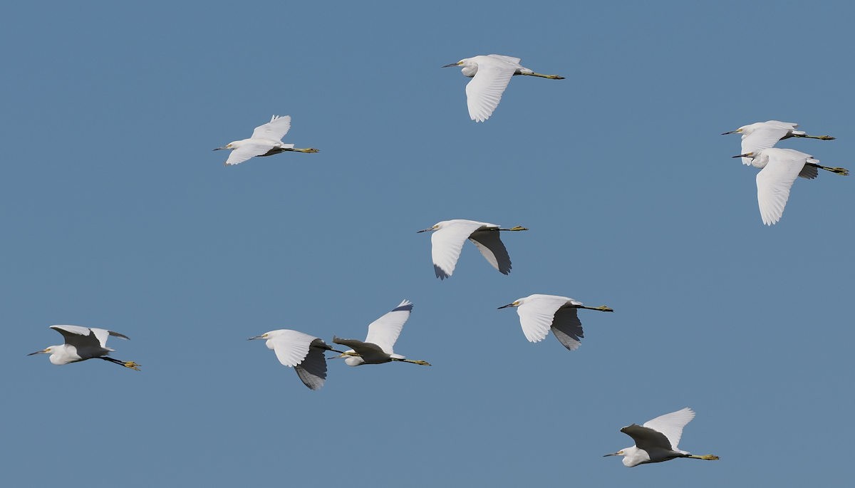 Snowy Egret - ML623922499