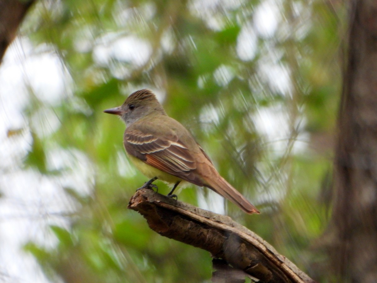 Great Crested Flycatcher - ML623922502