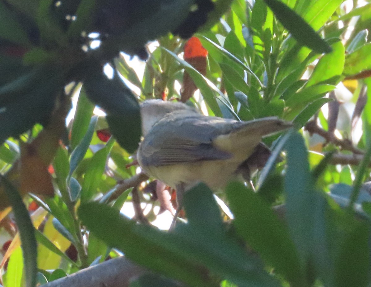Red-eyed Vireo - ML623922515