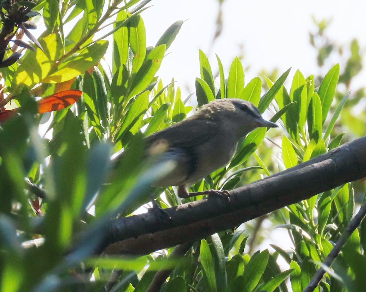 Red-eyed Vireo - ML623922517