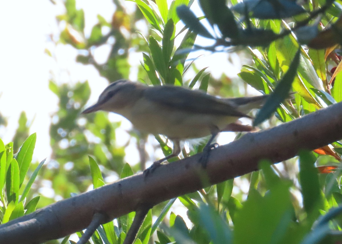 Red-eyed Vireo - ML623922518