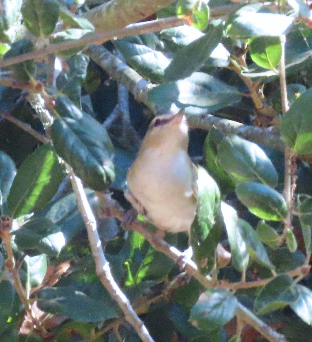 Red-eyed Vireo - ML623922519