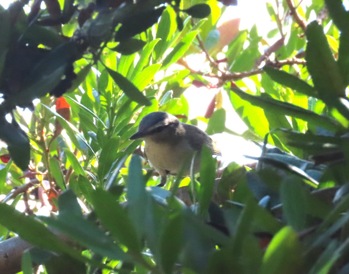 Red-eyed Vireo - ML623922521