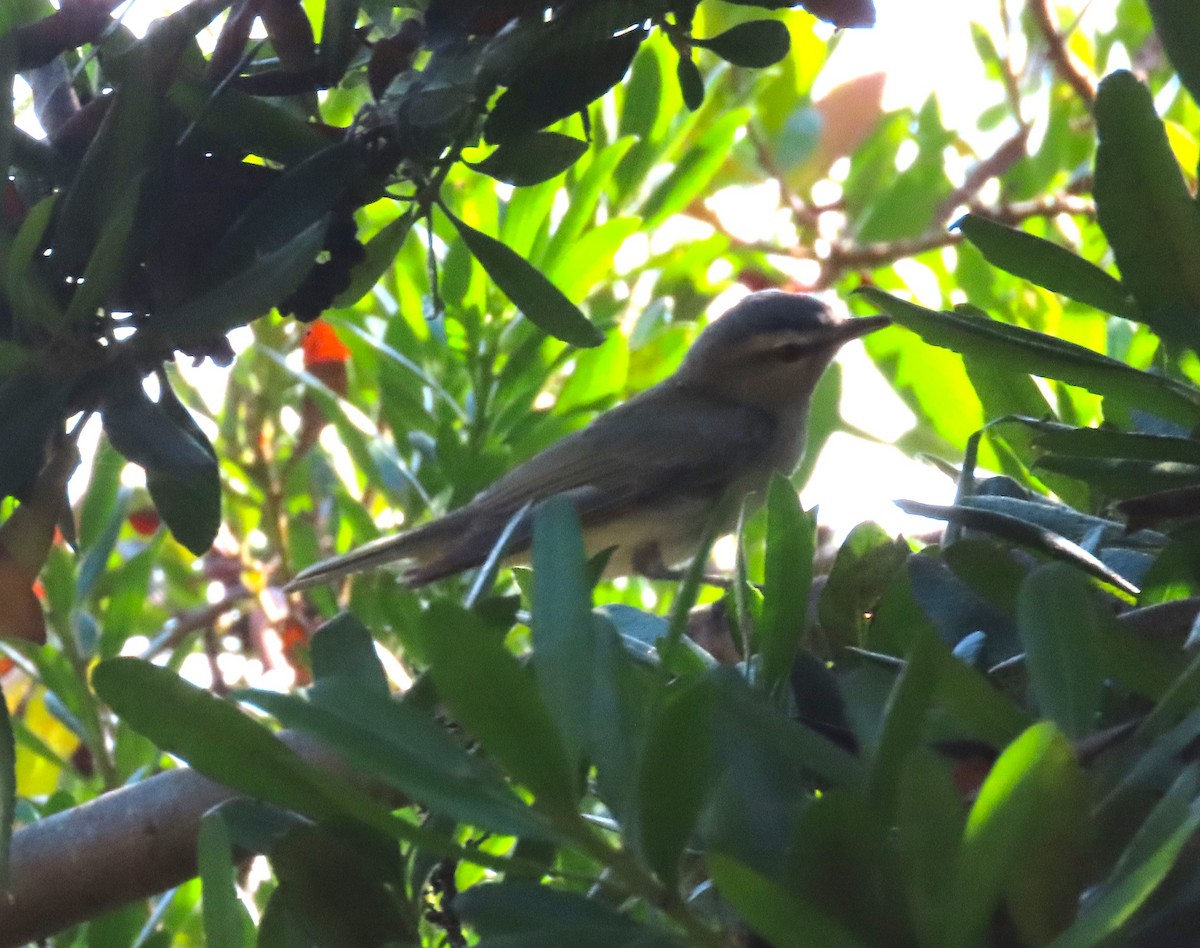 Red-eyed Vireo - ML623922522