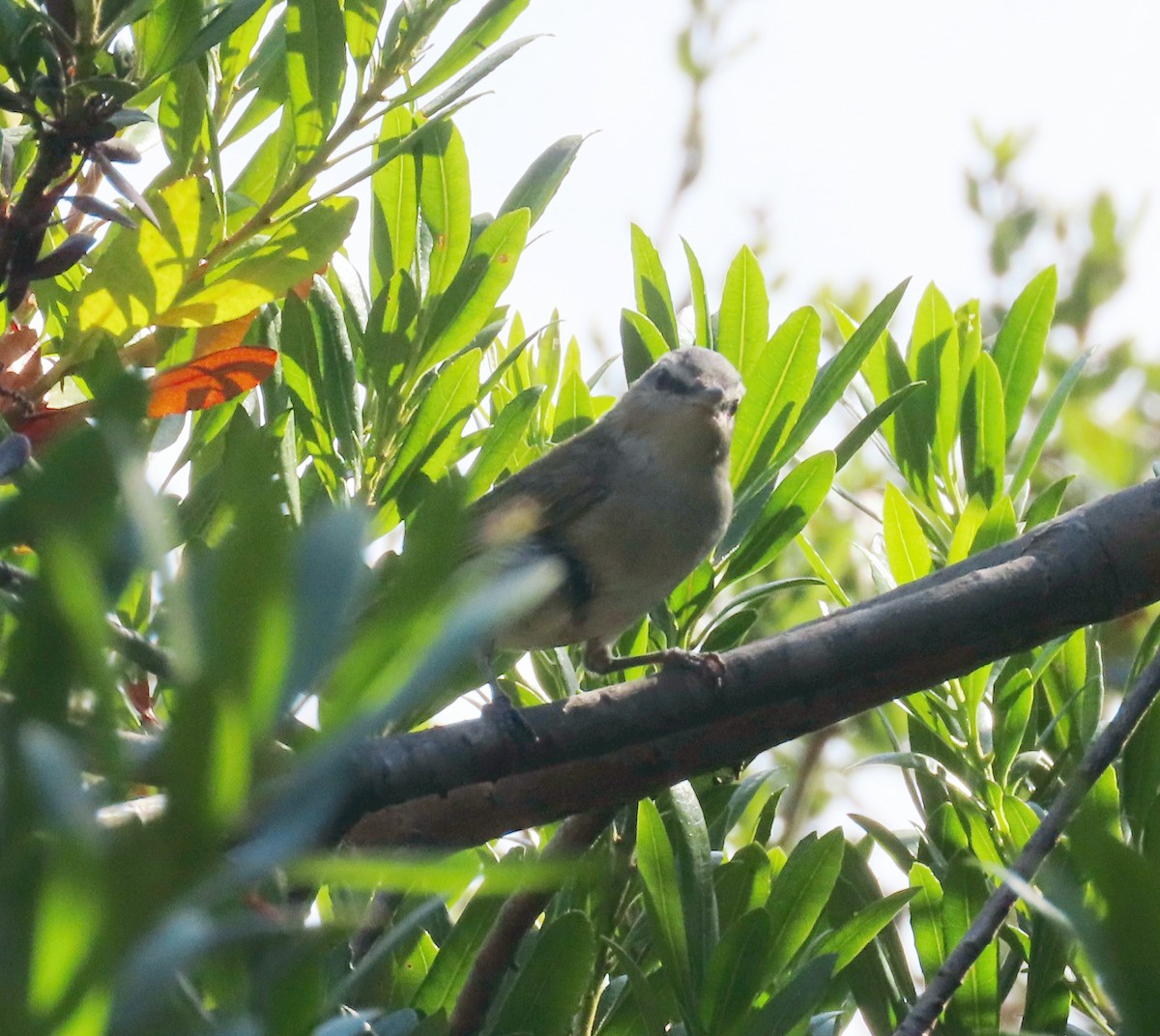 Red-eyed Vireo - ML623922523