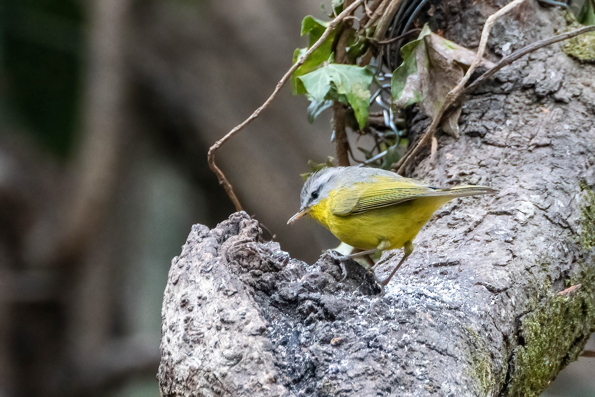 Gray-hooded Warbler - ML623922536