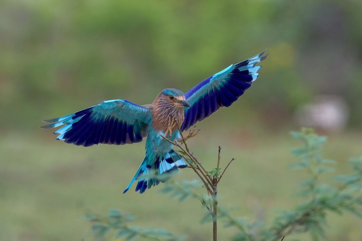 Indian Roller - ML623922544