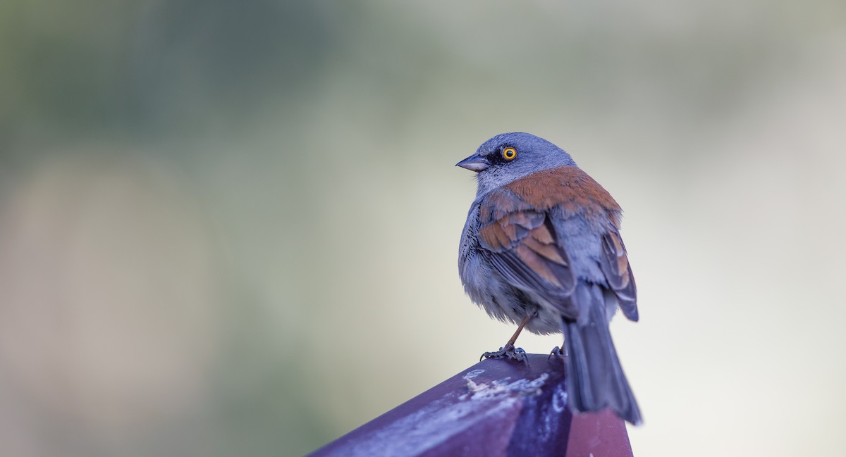 Yellow-eyed Junco - ML623922545